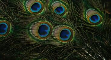 Magnificent peacock feathers display intricate details and vibrant colors in a close-up shot. photo