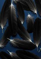 A captivating display of black feathers artfully arranged against a deep blue backdrop. photo