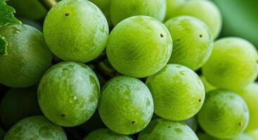 A macro shot showcases the freshness of a beautiful bunch of green grapes. photo