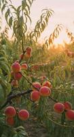 Close-up of ripe peaches hanging on the branches of a fruit tree in a sunlit orchard. photo