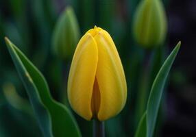 A stunning, close-up view of a vibrant, yellow tulip bud in a garden setting. photo