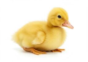 An adorable, fluffy yellow duckling sitting peacefully on a stark white backdrop. photo