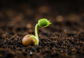 The small seedling emerges from the soil, showing signs of growth and life. photo