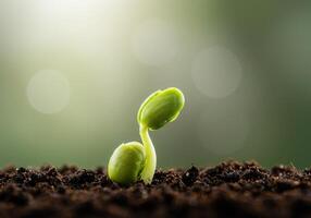 A vibrant green sprout emerges from the earth, symbolizing new beginnings and growth. photo