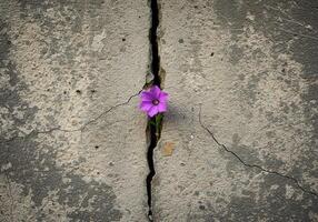 A striking purple flower blossoms through the cracked surface of aged concrete. photo