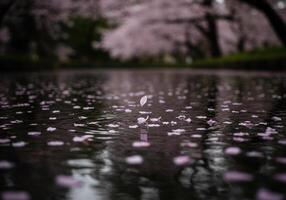 Falling cherry blossom petals gently float on the water's reflective surface. photo
