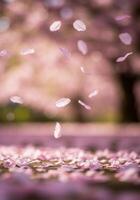 A gentle close-up captures falling cherry blossom petals in the spring breeze. photo