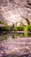 A captivating view of cherry blossom petals gently falling over a serene pond. photo