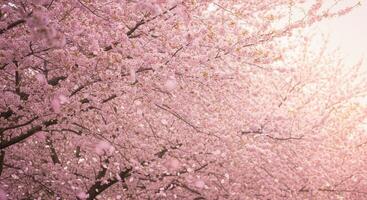 Stunning display of cherry blossom trees in full bloom, a beautiful spring scene. photo