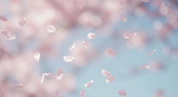 A gentle cascade of pink cherry blossom petals dancing in the spring breeze. photo