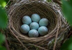 A bird's nest cradling a clutch of robin's eggs, ready for the next chapter. photo
