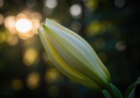 A pristine white lily bud, captured in soft focus against a warm, blurred background. photo