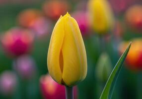 A stunning close-up showcases a vibrant yellow tulip in full bloom. photo