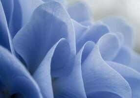 Intricate details of a blue flower reveal delicate curves and soft textures. photo