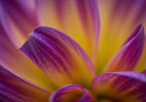 A stunning close-up photograph of a flower showcasing vibrant purple and yellow petals. photo