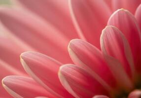 Captivating close-up of a pink gerbera daisy, showcasing its delicate petals. photo