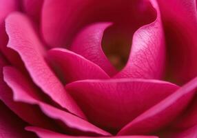 Exquisite close-up of a fully bloomed pink rose, revealing delicate textures and vibrant color. photo