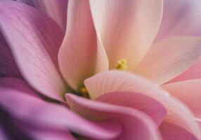 A captivating macro shot revealing a flower's exquisite, layered petals in soft hues. photo