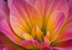 Intricate macro photography of a vibrant flower, revealing layers of colors and details. photo