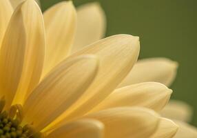 A radiant yellow flower showcases delicate petals in a mesmerizing close-up view. photo