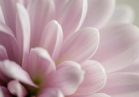 A close-up shot showcases the intricate details of a soft, delicate pink flower. photo