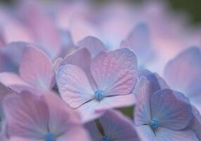 A stunning macro shot of a hydrangea flower with beautiful pink and blue hues. photo