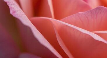 A captivating close-up view of a pink rose, displaying intricate petal details. photo