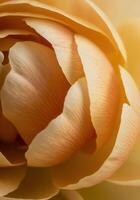 A stunning macro shot of a layered flower displaying intricate details and soft hues. photo