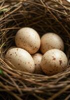 A close-up view showcases a nest filled with speckled bird eggs, brimming with potential. photo