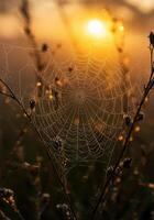 A mesmerizing spiderweb, sparkling with dew, beautifully lit by the morning sun. photo