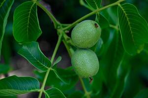 Unripe green walnuts hanging on tree branches, close-up view in a Cypriot garden during summer. photo