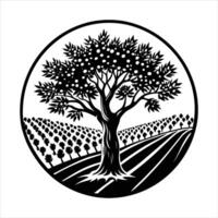olive tree at the center of vineyard vector