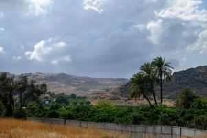 Date Palm Trees with Sky and Mountain Background in Cyprus photo