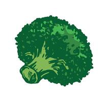 sketch of green broccoli lies on the table. Hand drawn cabbage. Colored drawing of cauliflower on white background. Healthy farm vegetable. vector