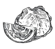 sketch of cabbage. Drawn whole head and piece of cabbage, imitation of old engraving technique. Black and white drawing of healthy farm vegetable on white background. vector
