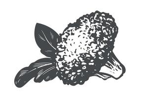 Broccoli lies on the table. sketch of cabbage, pieces and leaves. Imitation of old engraving technique. Black and white ink drawing of cauliflower on white background. vector
