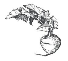 Line drawing of kohlrabi. cabbage in engraving style. Botanical vegetable ink sketch for farm shop design. vector