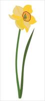 Spring flower isolated and on white background. White daffodil with green leaf in flat style. Narcissus vector