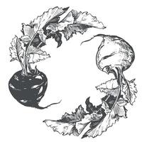 sketch of kohlrabi on white background. Botanical illustration of cabbage. Two heads and leaves of German turnip in botanical ink drawing technique. Healthy vegetable in vintage engraving style vector