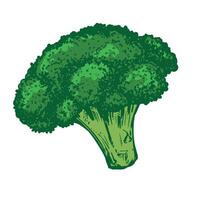 sketch of green broccoli. Hand drawn cabbage, imitation of old technique of colored engraving. Colored drawing of cauliflower on white background. vector