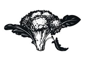 sketch of broccoli. Hand-drawn ink drawing of cabbage, imitation of old engraving technique. Black and white drawing of cauliflower head with leaves on white background. vector