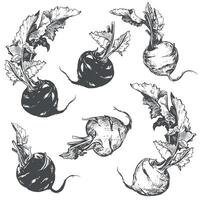 set of kohlrabi on white background. Botanical hand drawn illustration of cabbage. Two heads and leaves of German turnip in linear ink sketch technique. Vegetable in vintage engraving style vector