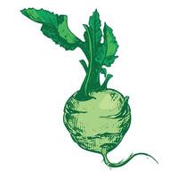 sketch of kohlrabi head on white background. Botanical illustration of cabbage. German turnip head and leaves in botanical ink drawing technique. Vegetable in vintage colored engraving style vector