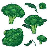 sketch of green broccoli with leaves. Hand drawn cabbage, imitation of old color engraving technique. Line drawing of cauliflower on white background. Set of farm vegetables. vector
