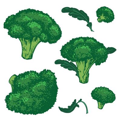 sketch of green broccoli with leaves. Hand drawn cabbage, imitation of old color engraving technique. Line drawing of cauliflower on white background. Set of farm vegetables.