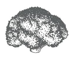 sketch of broccoli. Hand drawn ink drawing of cabbage, imitation of old engraving technique. Black and white drawing of healthy farm vegetable on white background. vector