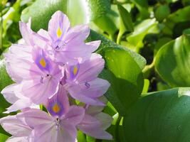 A flower with yellow centers and purple petals photo