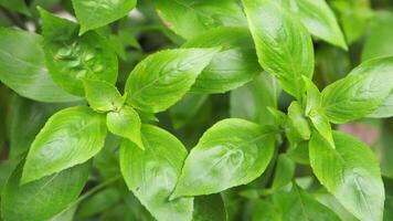 A close up of a plant with green leaves photo