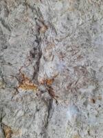 Close-up of a rough, textured stone surface with natural cracks and earthy tones of gray, brown, and white, showcasing geological patterns and weathered formations. photo