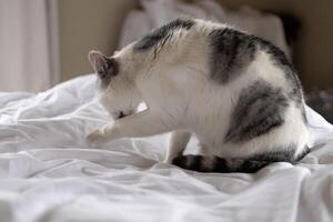 white cat with gray spots washing its paws on the bed photo